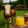 روغن گاوی برای پخت و پز